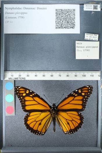 Media type: image;   Entomology 152519